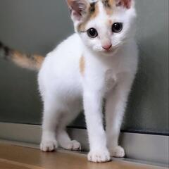 里親さま決まりました♡毛並みがキレイでかわいいころちゃん1ヶ月♡