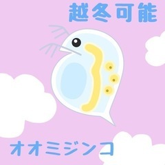 オオミジンコ