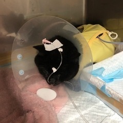 血液型がＢ型の猫ちゃんを探しています