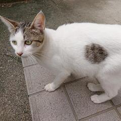 野良猫の里親募集