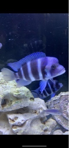 アフリカンシクリッド  フロントーサMoba Wild 16-17㎝#1