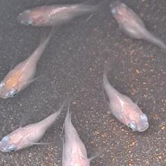 めだか(白光ダルマ)決まりました❗
