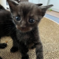 《皆様ありがとうございました》8月29日生まれのかわいい5つごち...