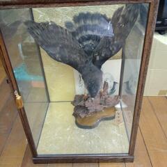 鷹 剥製 赤腹鷹 あかはらたか