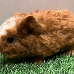 テディモルモット産まれました！（ご家族様決まりました）