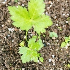 三つ葉　苗☘️