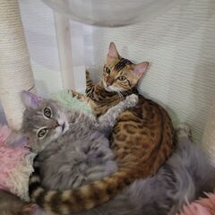 猫カフェ（子猫販売もしております）の画像