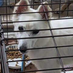 ミックス犬(白)