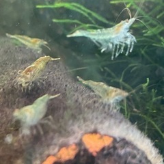 【再開】ミナミヌマエビ20匹＋ウィローモス少々