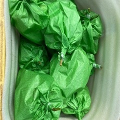 採れたて九重産シャインマスカット1kg①