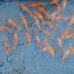 観賞魚 金魚 ジャンボ桜東錦(当歳)