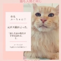 ⚽️🐈‍⬛　長毛茶トラ　🐈‍⬛⚽️