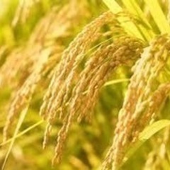 令和５年産　新米　農家直送　30Kg とちぎの星　今年の分は残り僅か！