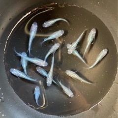 【交渉中】みゆき 幼魚〜若魚20匹  だるまもあり