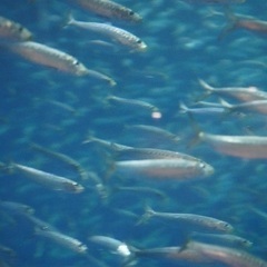 無職と水族館にいこう