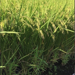 令和5年　京都市・左京区産　新米　お米（玄米、減農薬）　キヌヒカ...