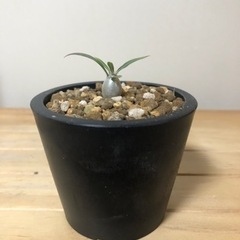 恵比寿笑い　グラキリス　実生
