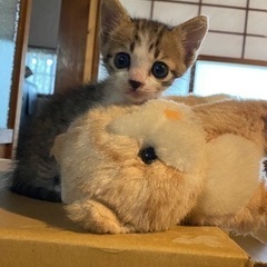 キジシロ1ヶ月の男の子