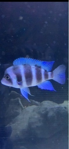 アフリカンシクリッド  フロントーサ　日本初入荷産地　WILD9-10㎝