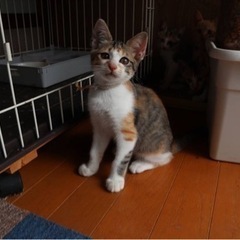 子猫ちゃん里親さま募集中