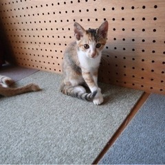 子猫ちゃん里親さま募集中 - 阿蘇市
