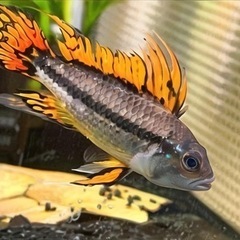 一点物 Ap カカトゥオイディス レッドフラッシュ ＷＩＬＤ “ペルー” １Ｐｒ | アピストグラマ ,アピストグラマ Wild |  AQUA-F東京店通販ショップ