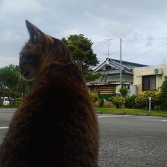 猫好きでGmailしてくれる人♥ - 沖縄市