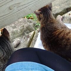 猫好きでGmailしてくれる人♥ - チャット