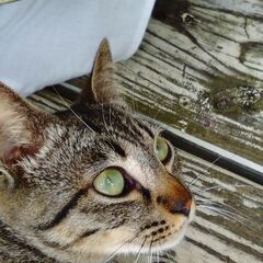 猫好きでGmailしてくれる人♥ − 沖縄県