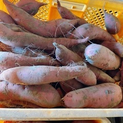 1キロ300円 紅はるか 土付き サイズ不選別 焼き芋 干し芋 さつまいもの画像