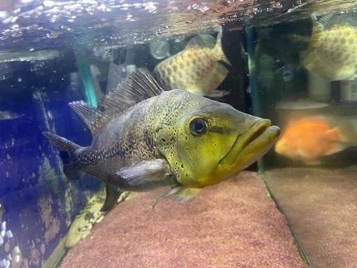 キクラ　メラニアエ　熱帯魚　大型魚