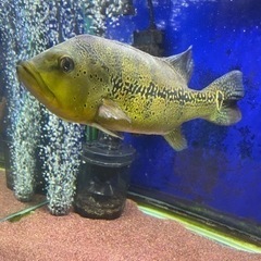 キクラ　メラニアエ　熱帯魚　大型魚 キクラ メラニアエ 熱帯魚 大型魚