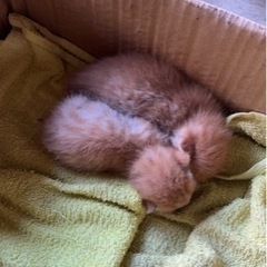 子猫もらってください。