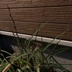 山椒の木、植木、葉だけありましたら譲ってください。