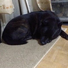 飼い主他界の為　甲斐犬愛好家の方に飼って頂きたいです。受付中断します。 - 糟屋郡