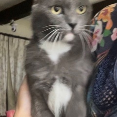 グレーのタキシード着てる猫さんです♪ - 猫