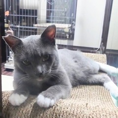 グレーのタキシード着てる猫さんです♪ - 名古屋市