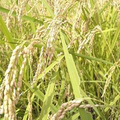 ✨完売御礼✨🍚R５年🍚新米コシヒカリ30kg配達もします❗