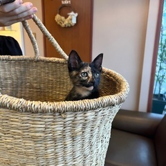 抱っこ好き♡綺麗なさびちゃん！里親様決まりました