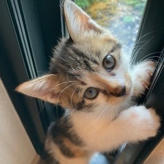 愛猫が子猫を産みました。可愛いい三毛猫です。