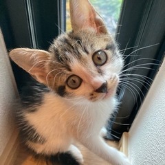 愛猫が可愛いい子猫を産みました。
