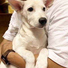 きゅうちゃん里親様決定
