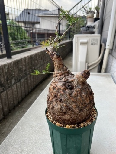 オペルクリカリアパキプス（発根済み）