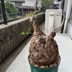 オペルクリカリアパキプス（発根済み）