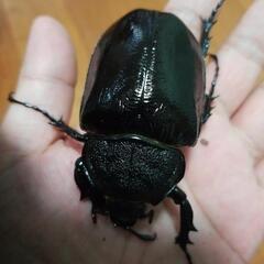 マルスゾウカブトの画像