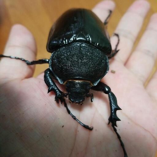 マルスゾウカブト