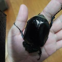 マルスゾウカブトの画像