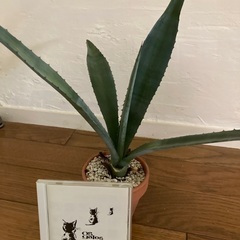 アガベアメリカーナ④の画像