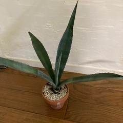 アガベアメリカーナ④の画像