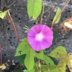 朝顔　種　20粒〜